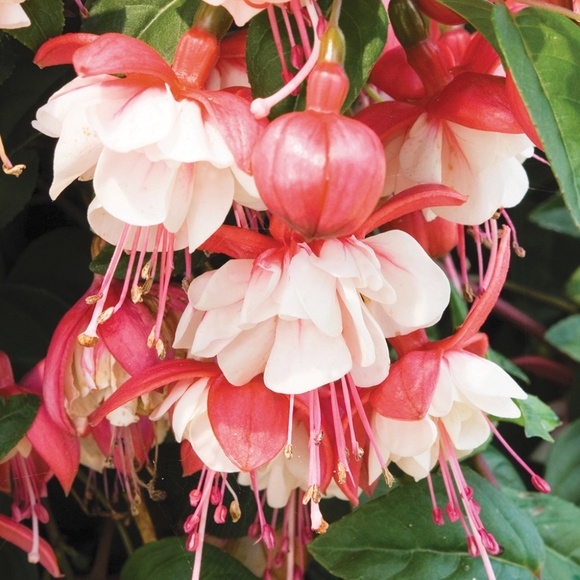 Meet your Posher - Picture 1 of 1